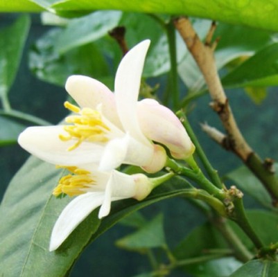 Neroli oil - Certified Organic  2